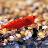 Red Cherry Shrimp