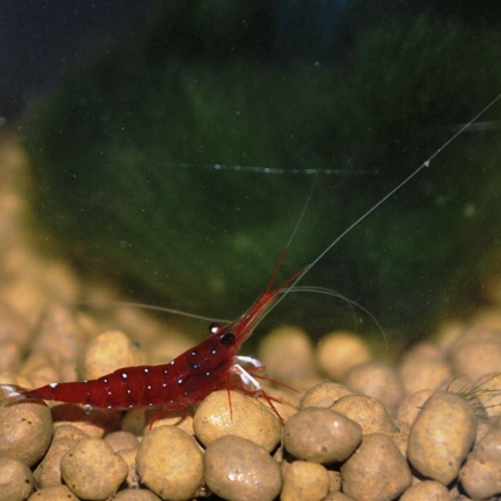 White Spot Red Bee Shrimp