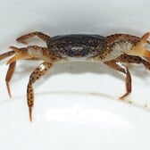 Panther Crab