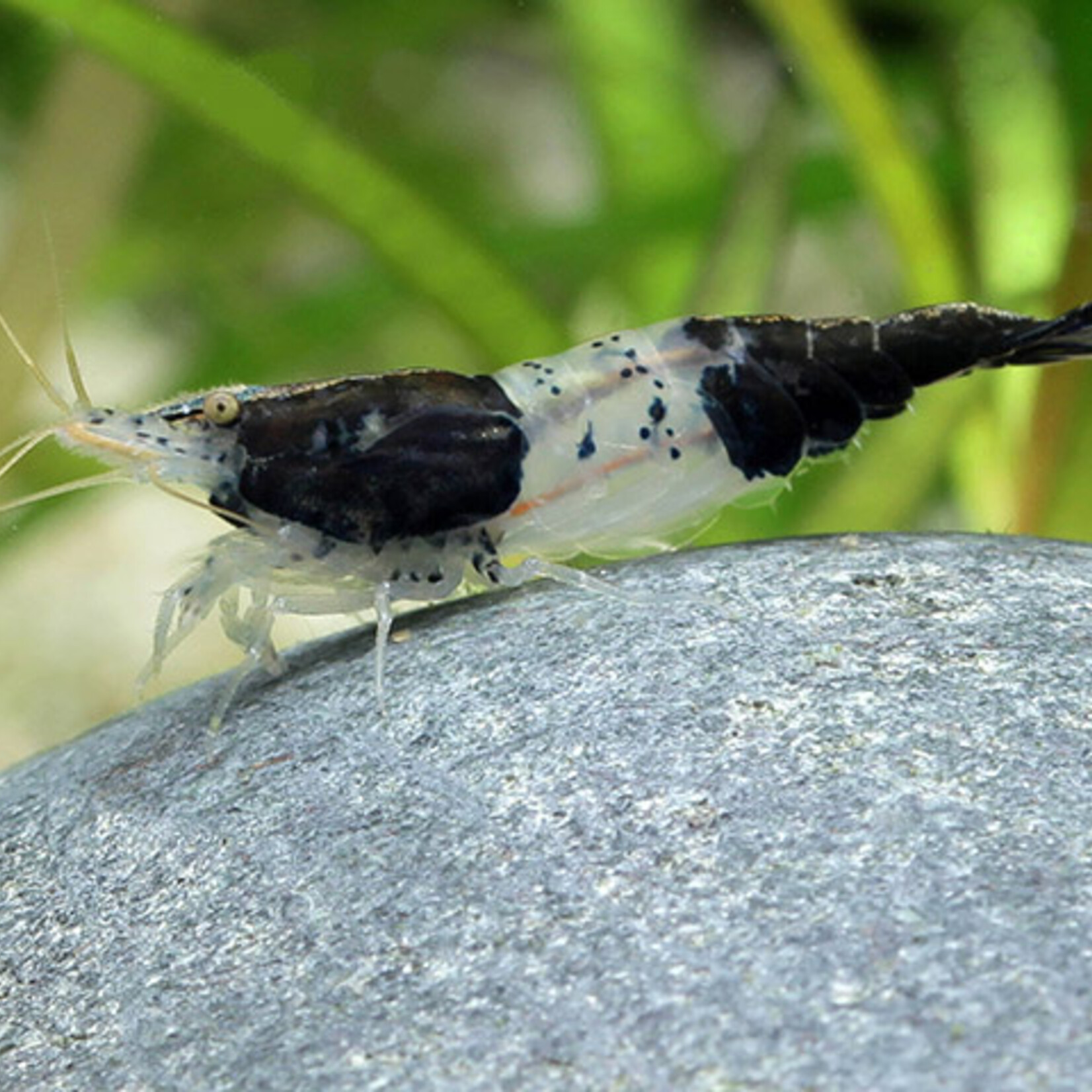 Black Rili Shrimp