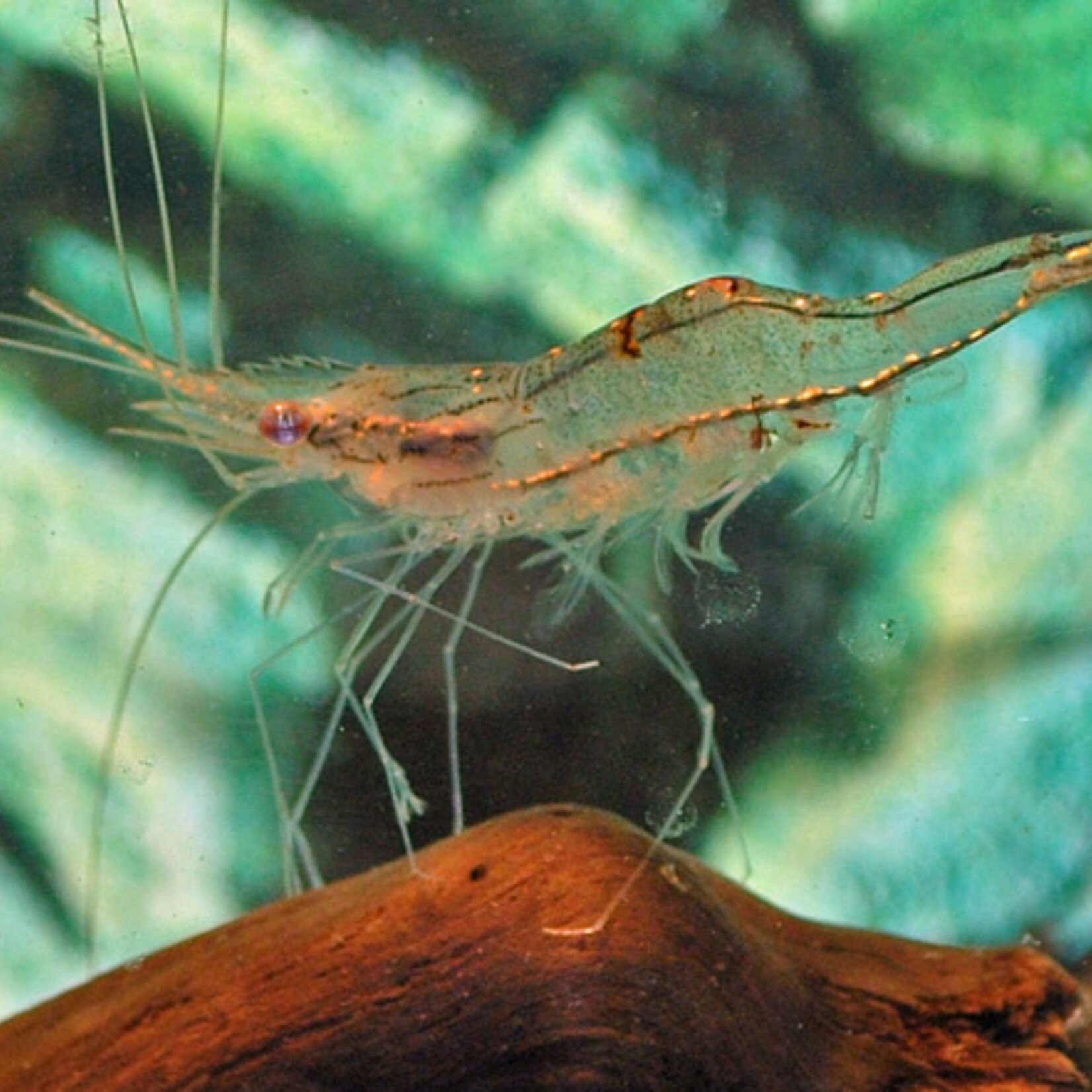 Gold Spot Shrimp