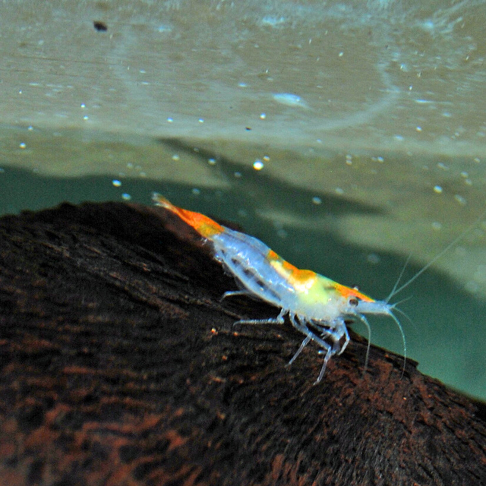 Orange Rili Shrimp