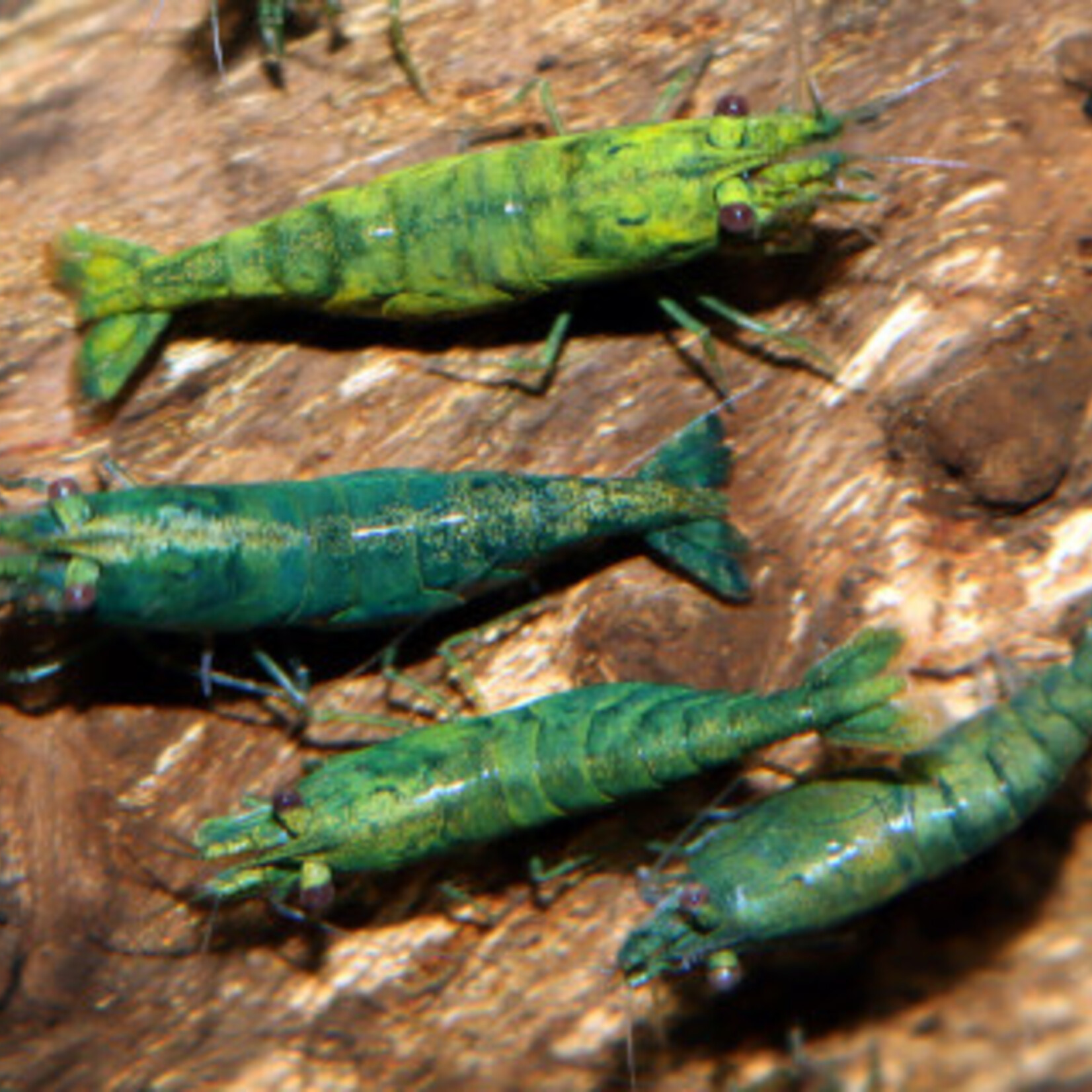 Green Shrimp