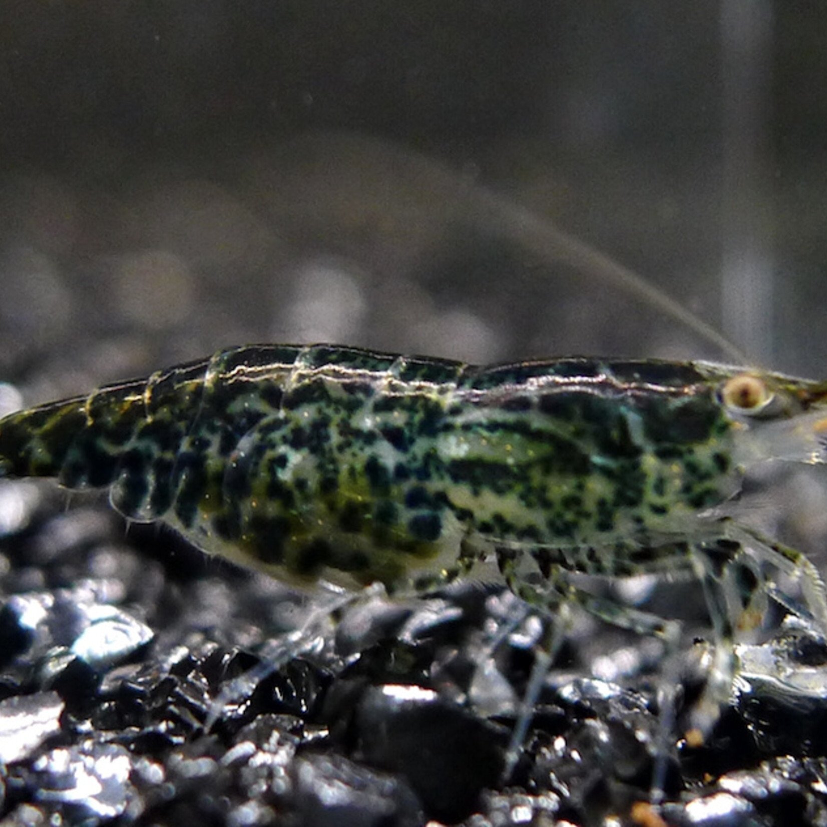 Green Jade Shrimp