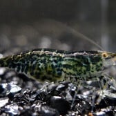 Green Jade Shrimp