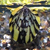 Marbled Limpet Nerite Snail