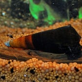 Bicolor Snail