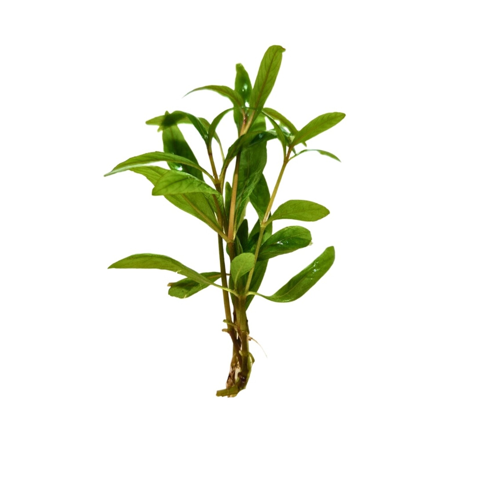 Submers planten Hygrophila Angustifolia submers