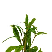 Submers planten Hygrophila Angustifolia submers