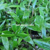 Submers planten Hygrophila Angustifolia submers