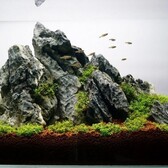 Eigen merk Seiryu Rock