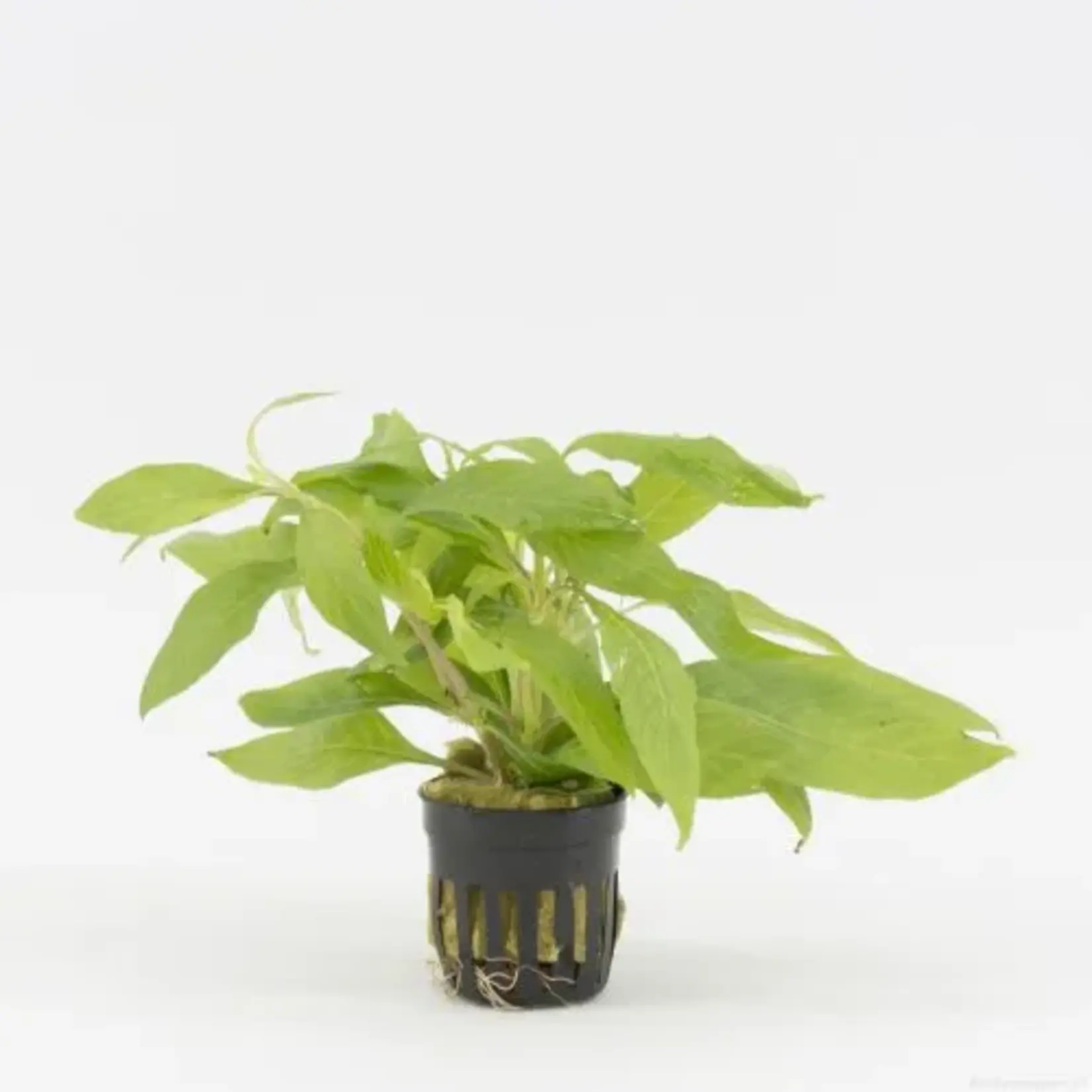 Pot planten Nomaphila Stricta