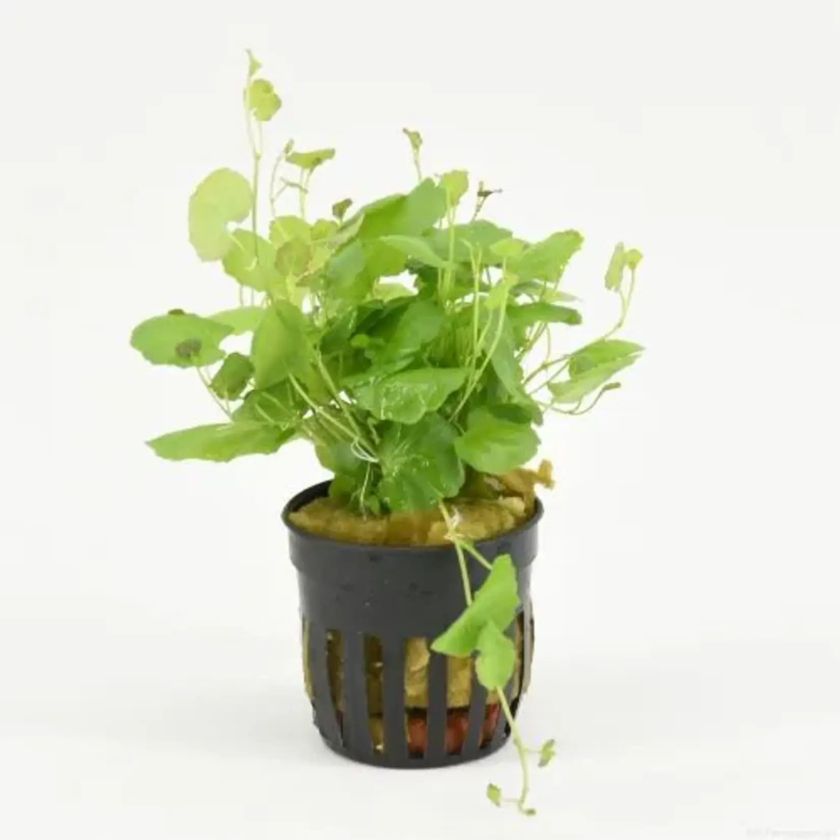 Pot planten Cardamine Lyrata