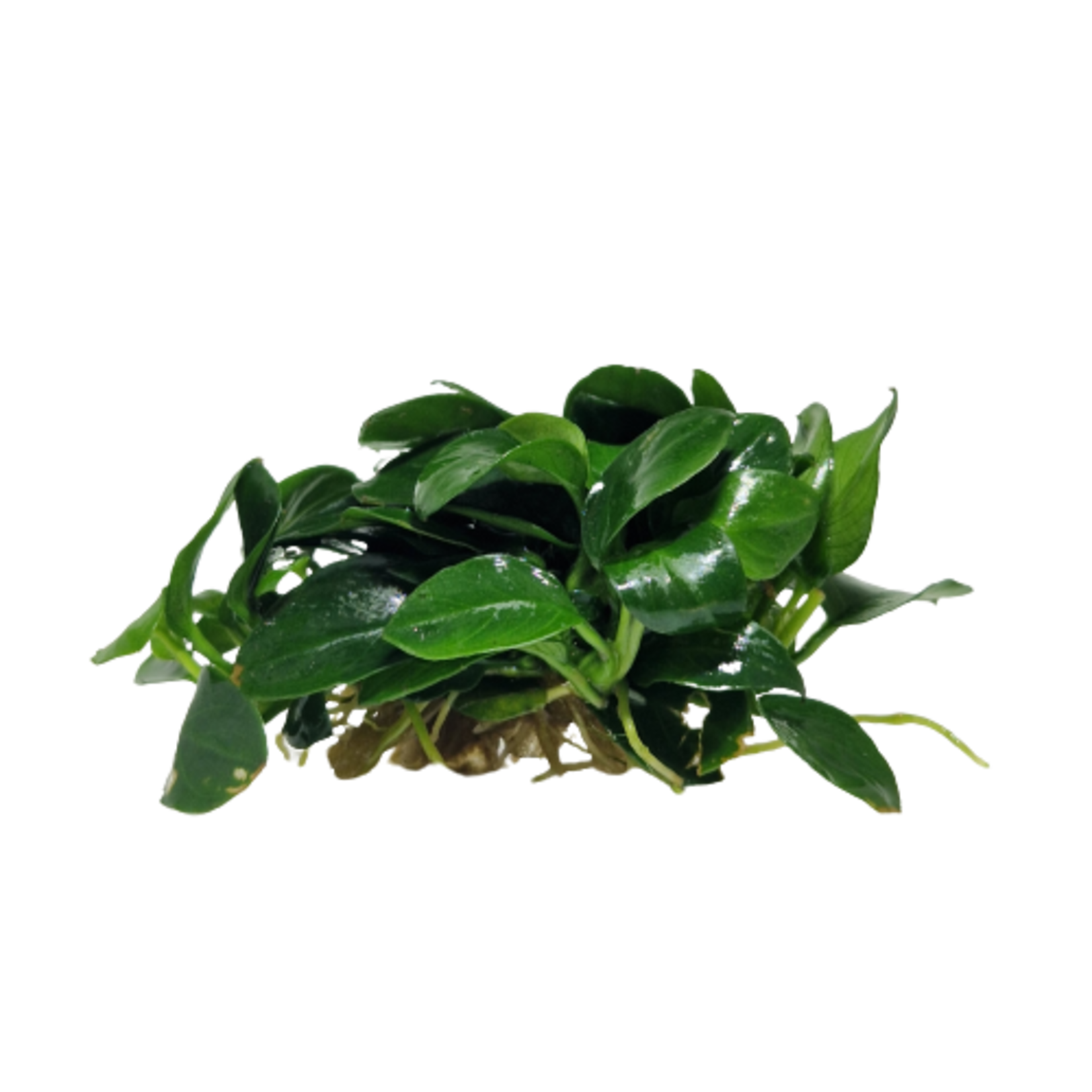 Submers planten Anubias Bonsai submers