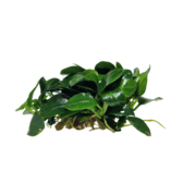 Submers planten Anubias Bonsai submers