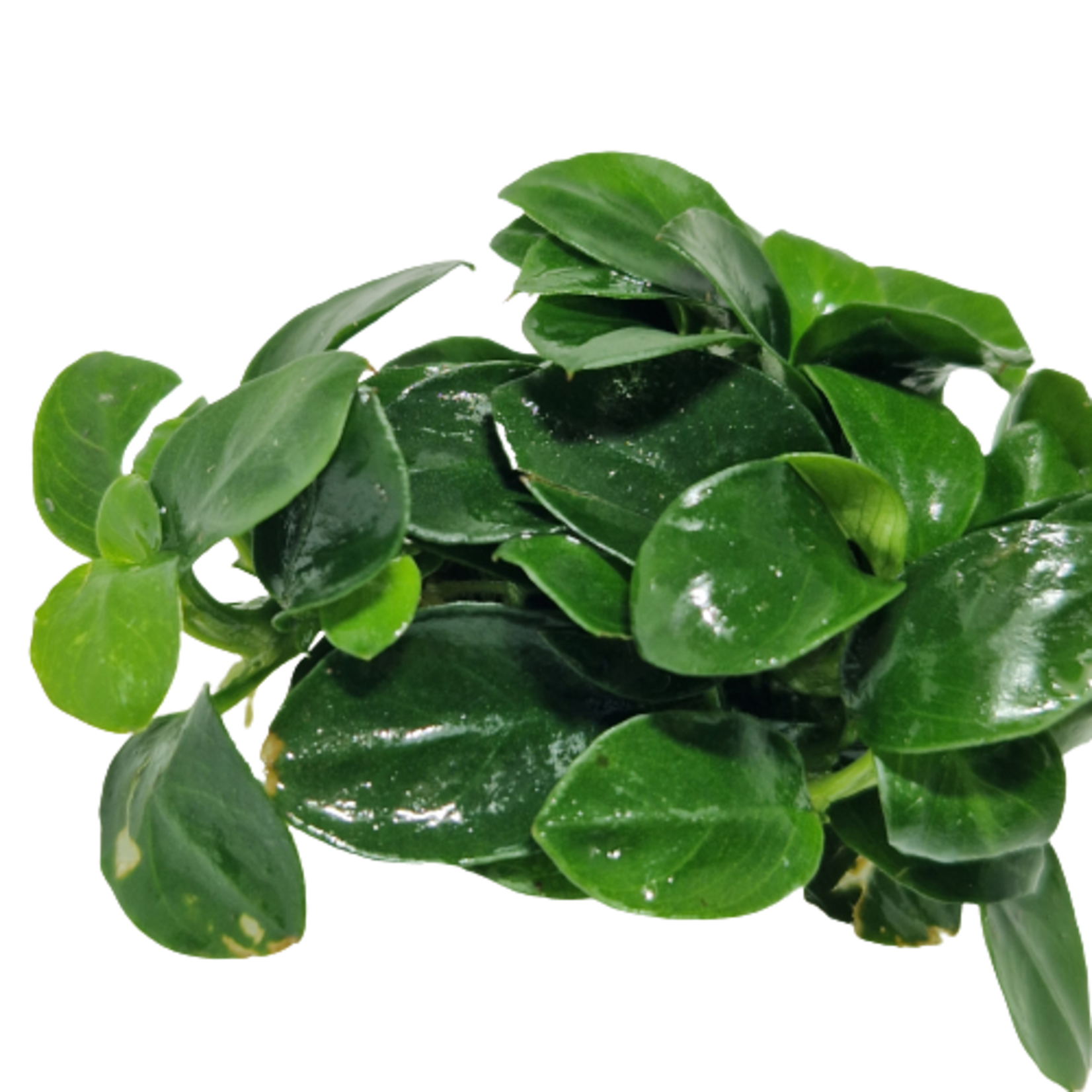Submers planten Anubias Bonsai submers