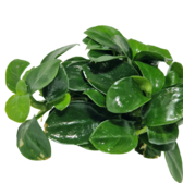 Submers planten Anubias Bonsai submers