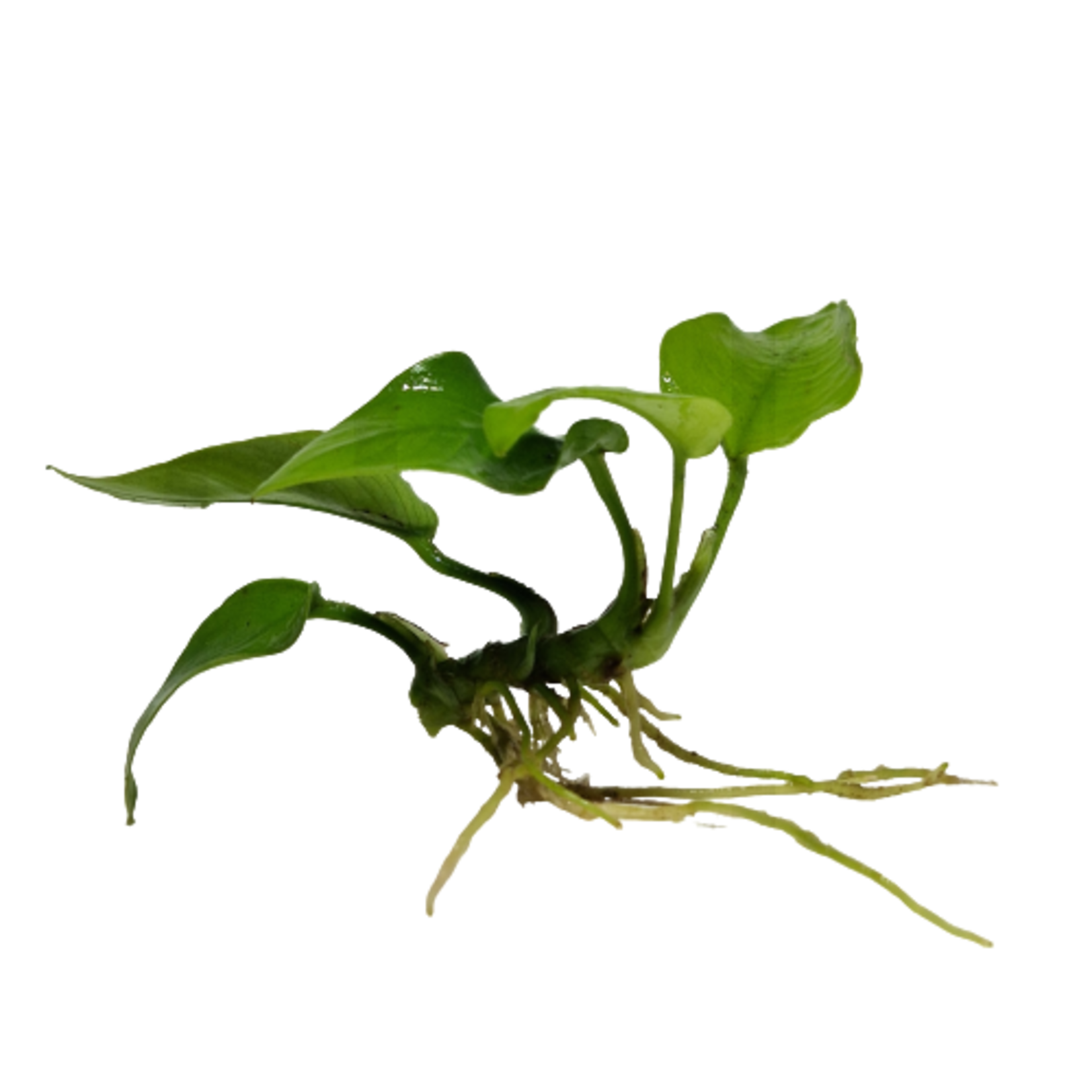 Submers planten Anubias nana Gold