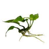Submers planten Anubias nana Gold