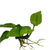 Submers planten Anubias nana Gold