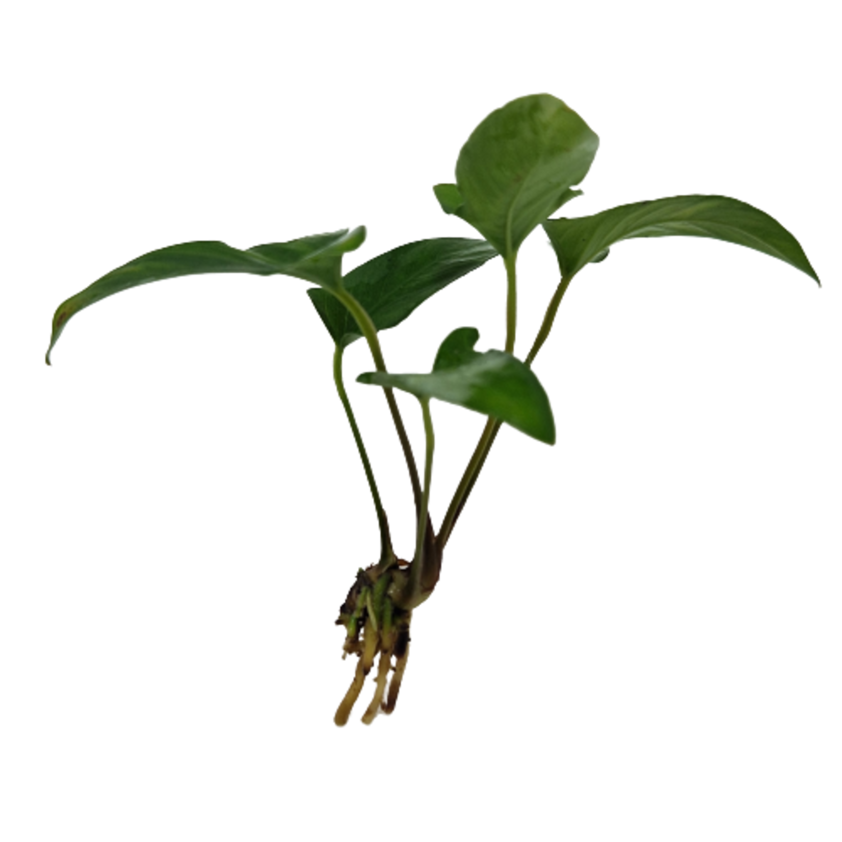 Submers planten Anubias gracilis submers