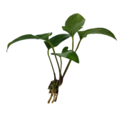 Submers planten Anubias gracilis submers
