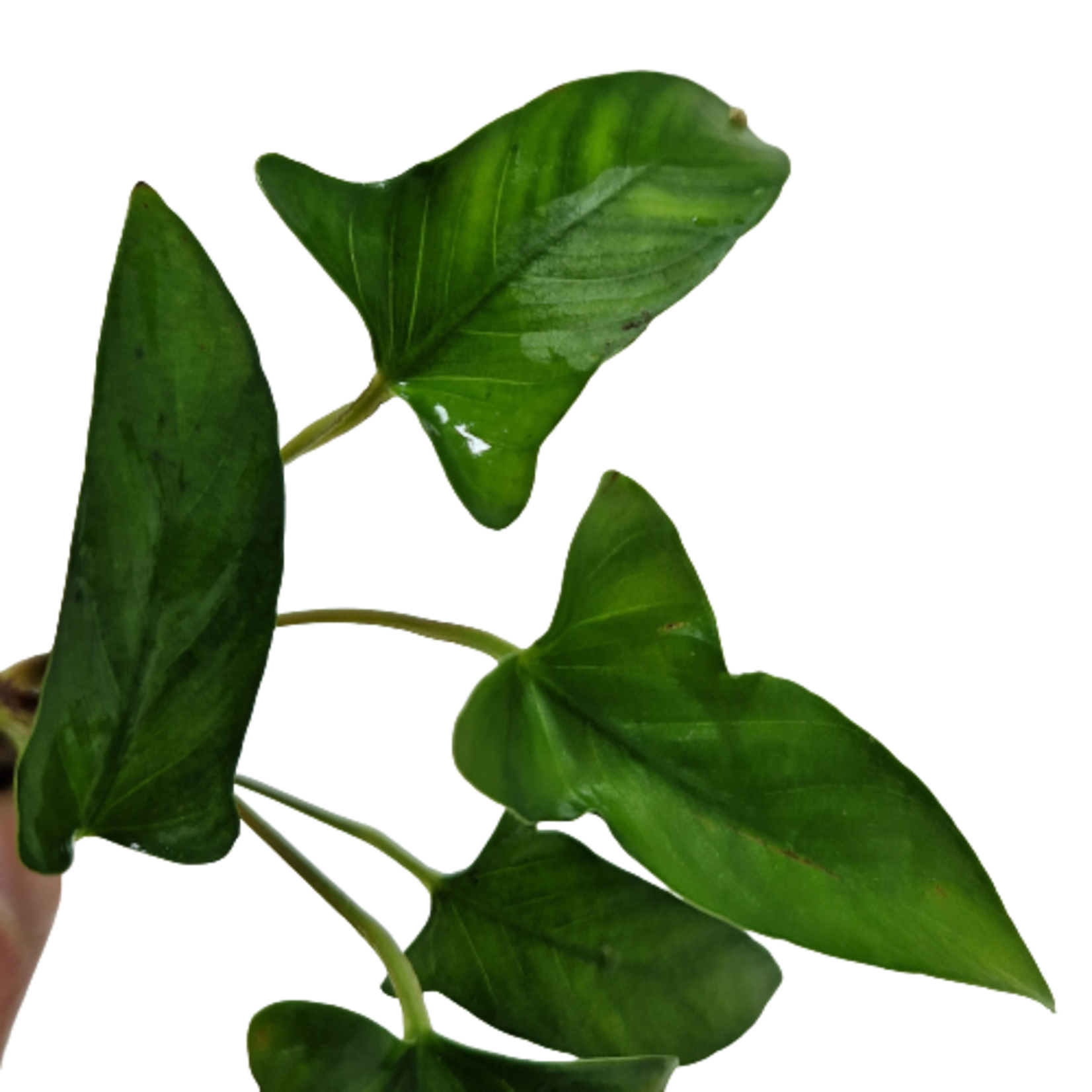 Submers planten Anubias gracilis submers