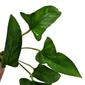 Submers planten Anubias gracilis submers