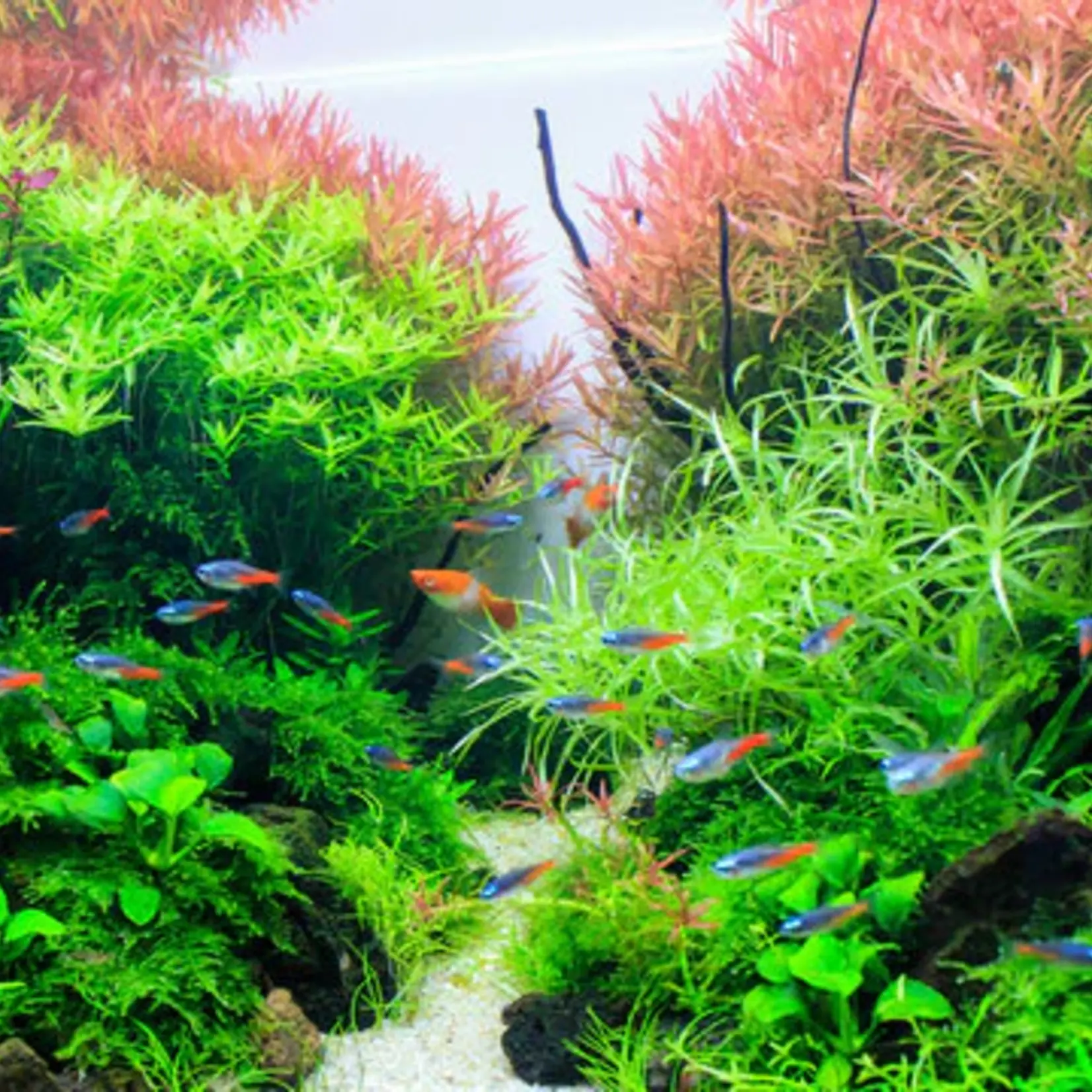 Planten pakket Achtergrond planten pakket