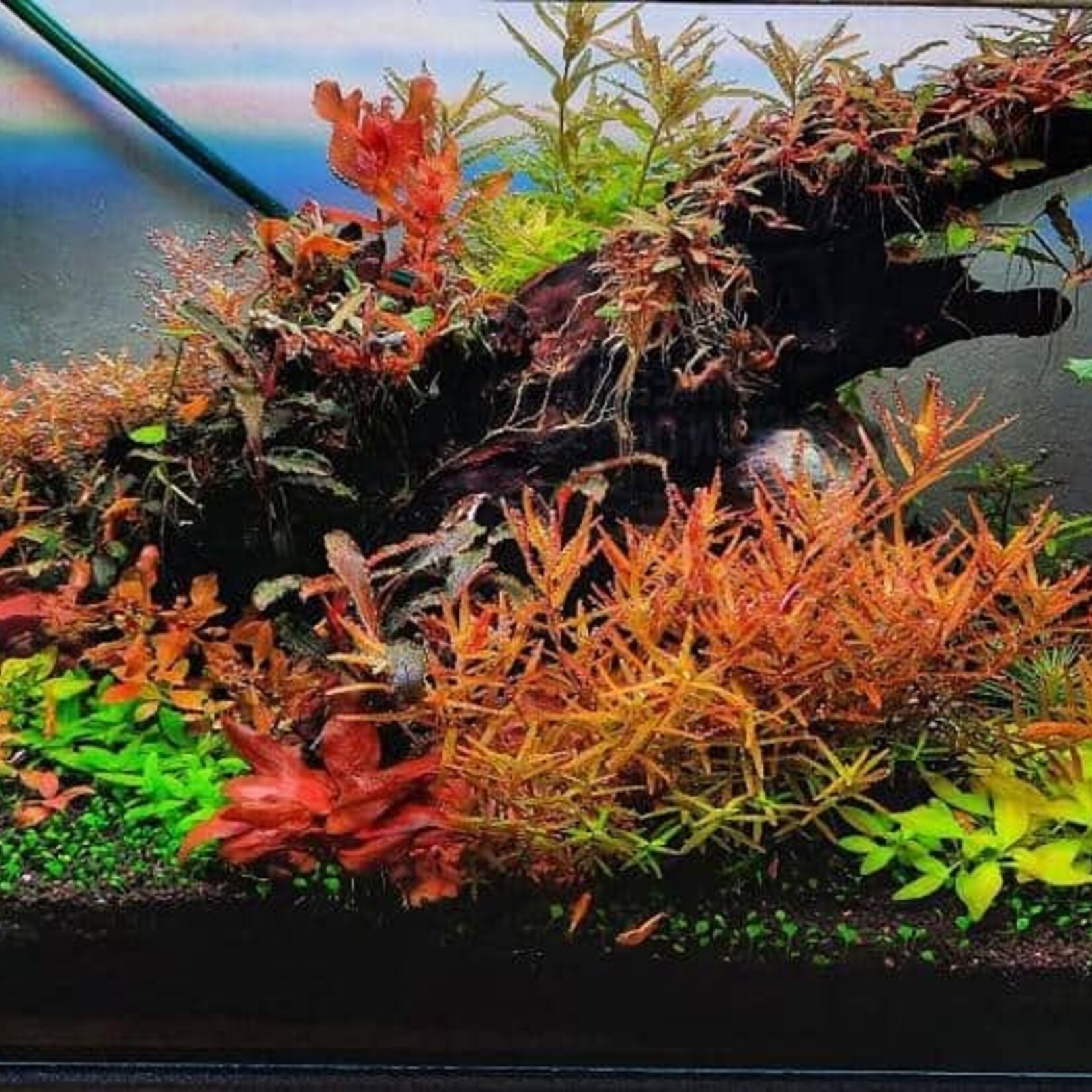 Planten pakket Midden zone planten pakket