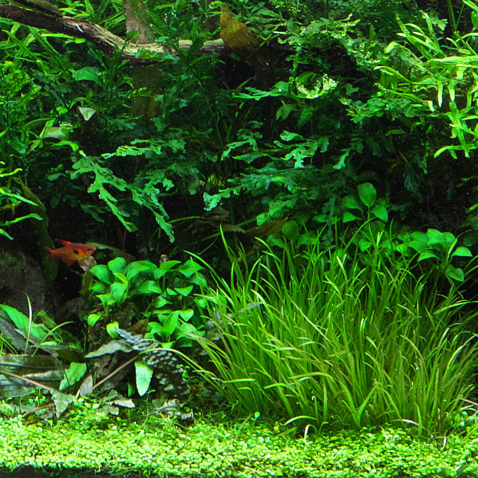 Planten pakket Voorgrond planten pakket