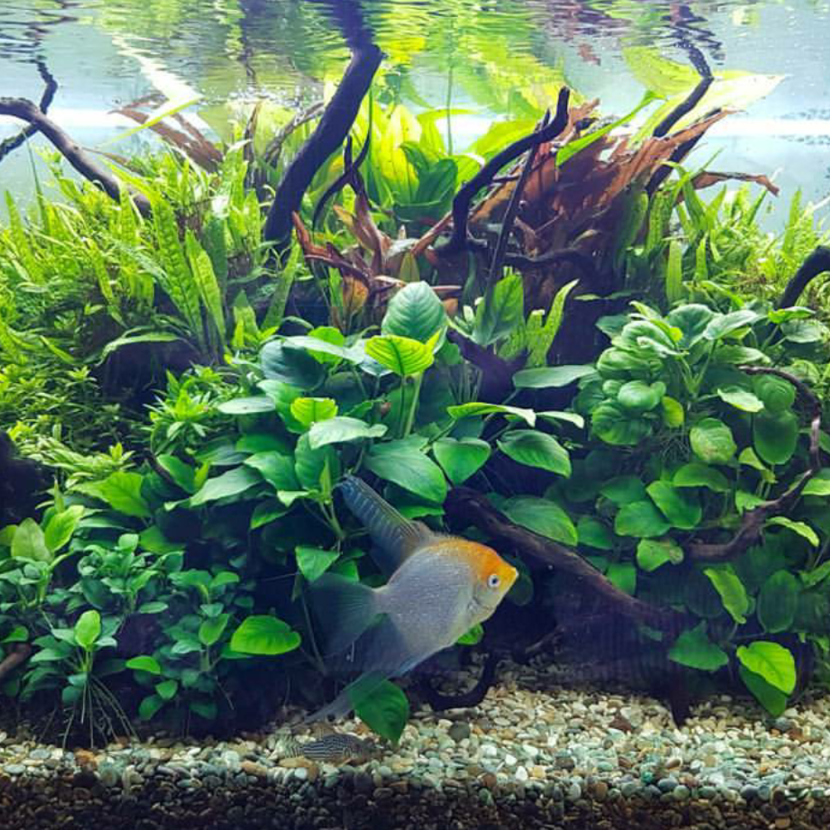 Welke aquariumplanten worden niet opgegeten door vissen?