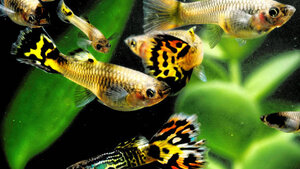 De top 5 aquariumplanten voor guppy's!