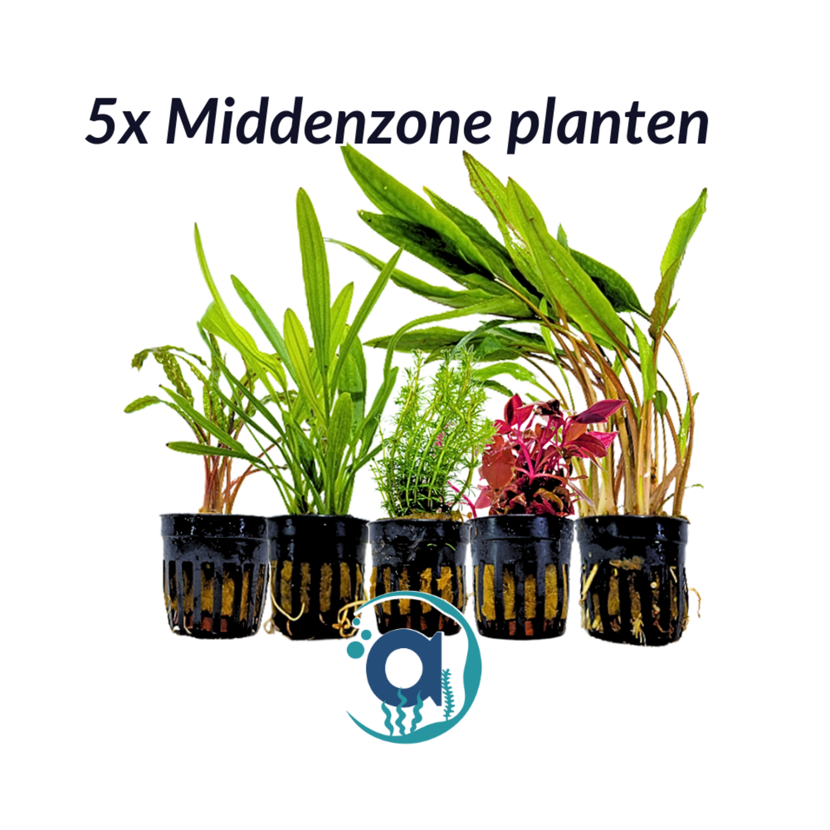 Midden zone planten pakket