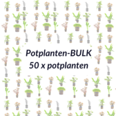 Aquania-Bulk Planten pakket