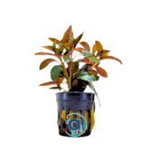 Ludwigia Repens Diamond Red