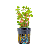 Rotala Orange Juice