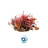 Cryptocoryne flamingo "pink"