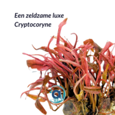 Cryptocoryne flamingo "pink"