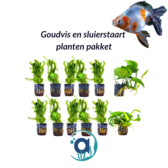 Goudvis en sluierstaart planten pakket