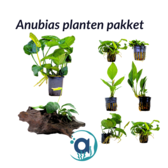 Anubias planten pakket