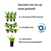 Cichliden planten pakket