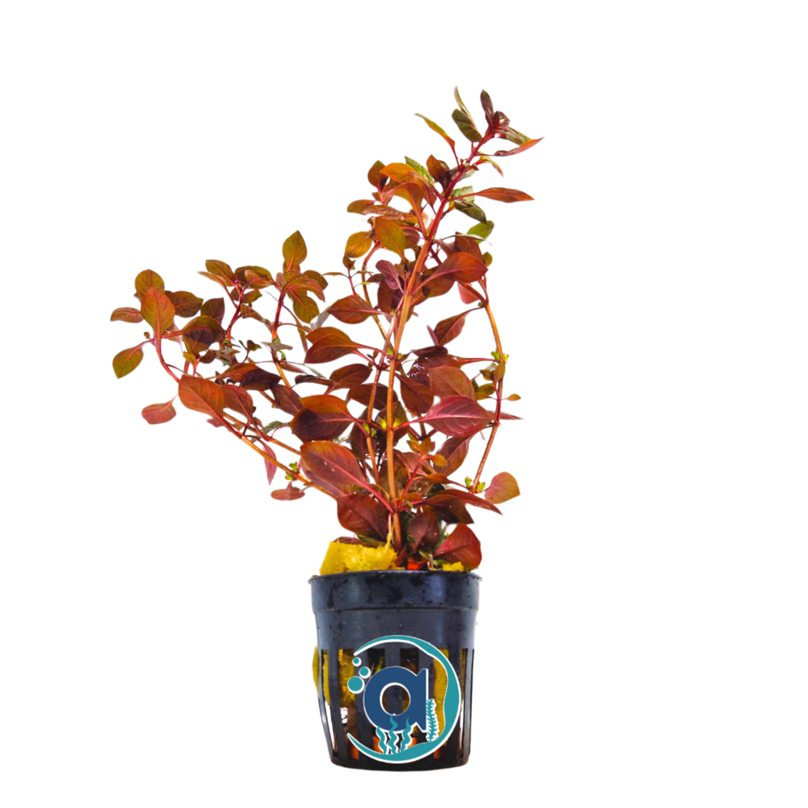 Ludwigia Repens "Mini super red"