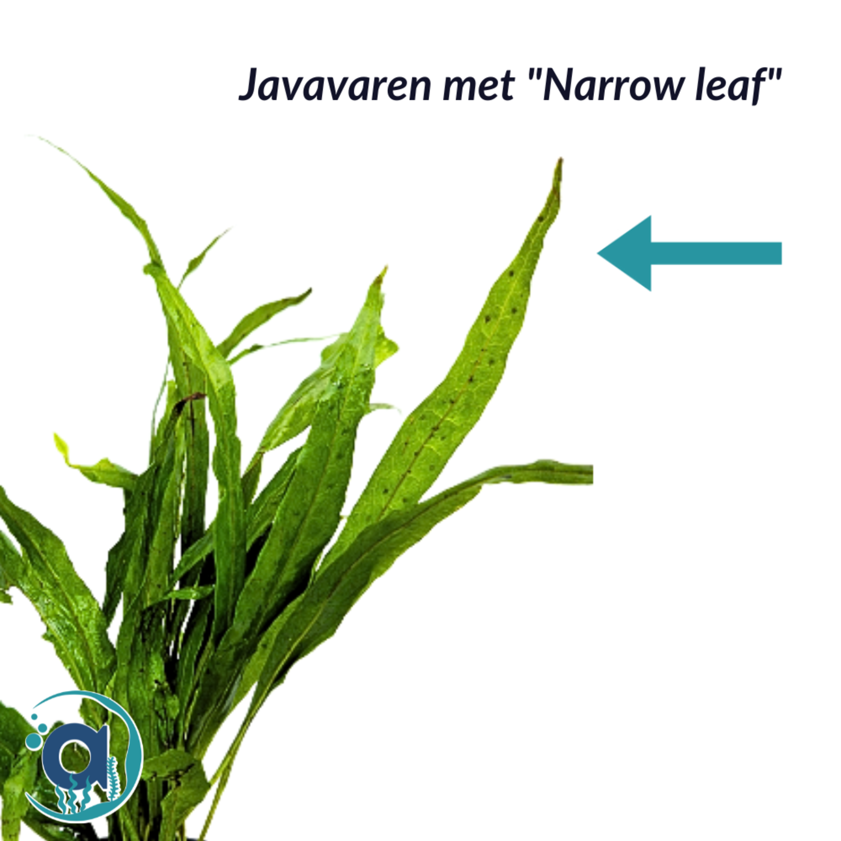 Microsorum narrow leaf javavaren
