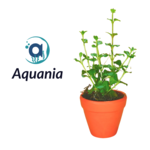 Aquania aquariumplanten