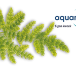 Aquania aquariumplanten