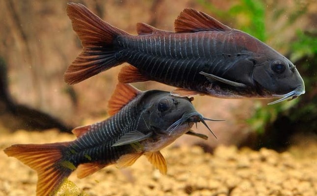 Corydoras: alles wat je moet weten over deze ideale bodemvis