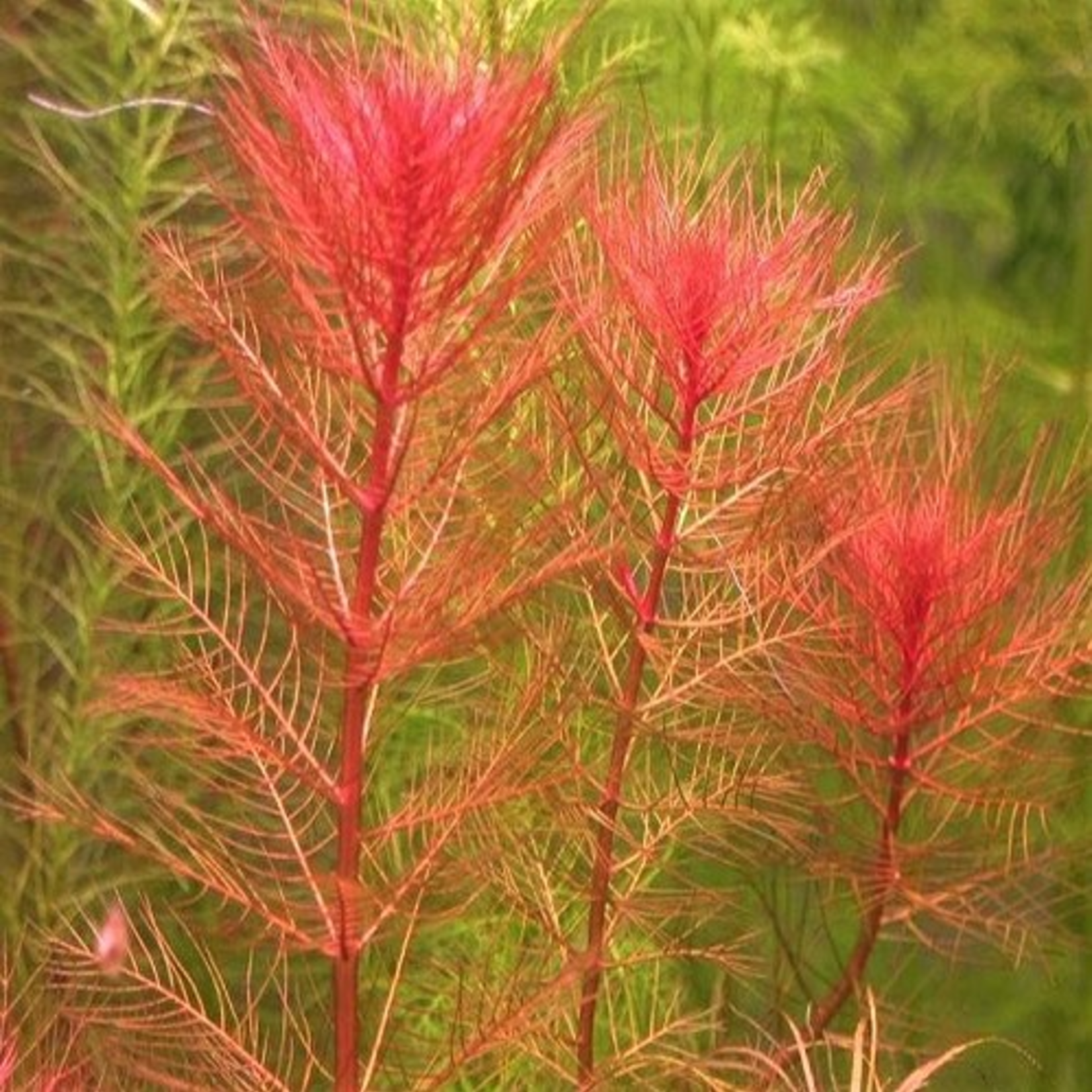 Myriophyllum Mattagrossense