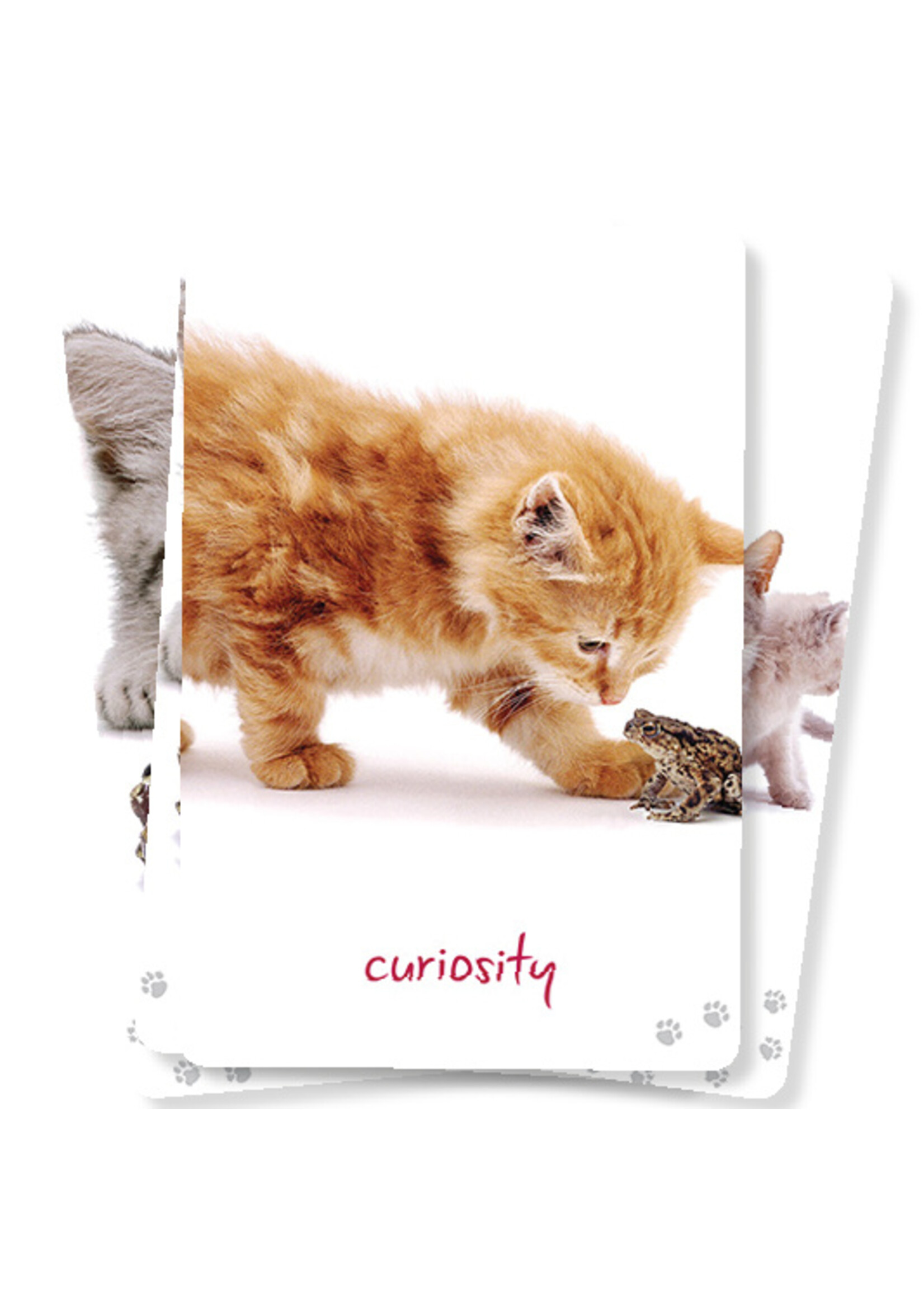 Cat Wisdom orakelkaarten