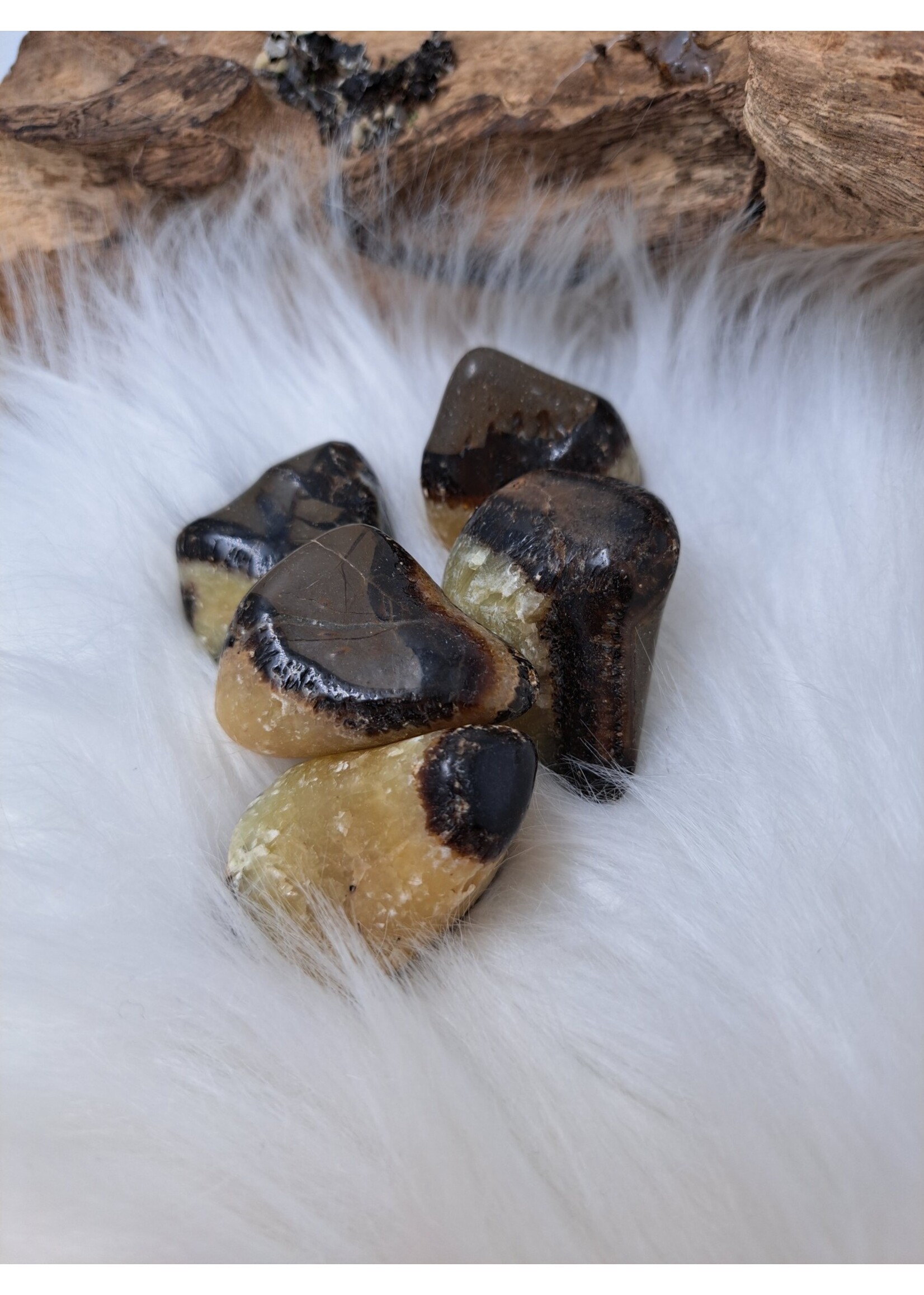 Knuffelsteen Septarie